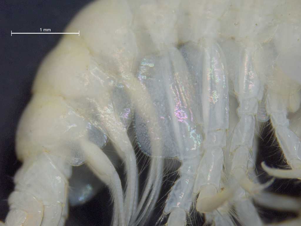 Gmelinoides fasciatus